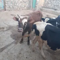 گاو