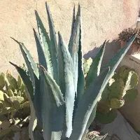 آگاو آمریکانا غول پیکر