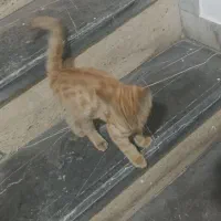 گربه واگذاری رایگان