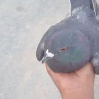 کفتر