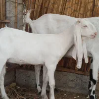 بزگلاب