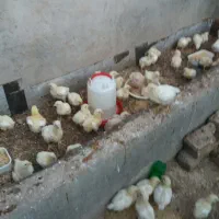 جوجه بوقلمون   گرینچیک.  گوشتی.    جهادی مینیاتوری