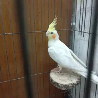 جفت عروس هلندی