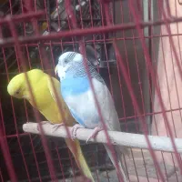 سلام یک جفت مرغ عشق باقفس ۸۰۰ تومان