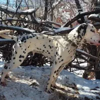 سگ دالمیشن شکاری