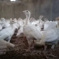 جوجه بوقلمون یکماهه بیوتی6