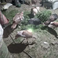۱۵ عدد بوقلمون تخم گذار