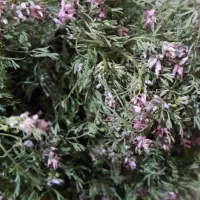 شاه تره تازه کیلویی ۵۰ هزار
