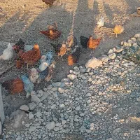 جوجه محلی
