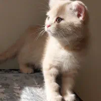 فروش گربه