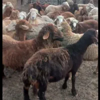 بره.