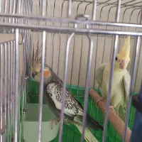 جفت عروس هلندی مولد