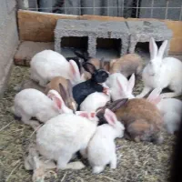 خرگوش فروشی خانگی