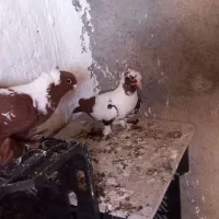 ککلی