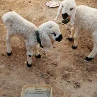 بره شیر