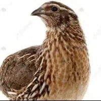 جوجه بلدرچین