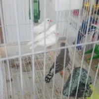 فنج .فنچ
