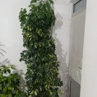 گل طبیعی|گل و گیاه طبیعی|اهر, |دیوار