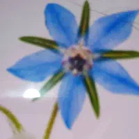 مشاوره/رایگان/دارو گیاهی