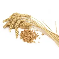فروش گندم