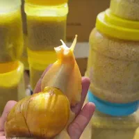 خاویار حلزون