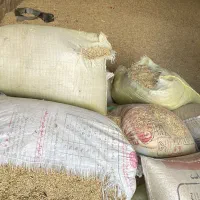 جو محلی