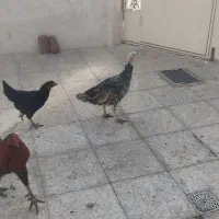بوقلمون ماده جوان