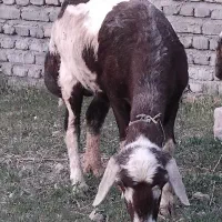 میش پلنگی سمینتال