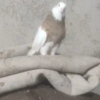 طوقی زرد خال سیاه