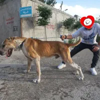 پیتبول ابر سایز کائو خراسانی عضلانی ۹۰+
