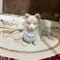 سگ پامر هاسکی