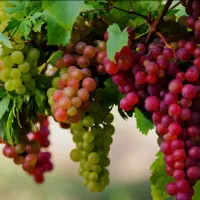 فروش انگور تازه مستقیم از باغ