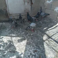 جوجه پلاکی