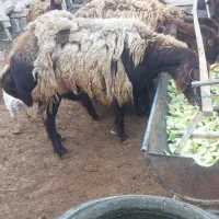 میش