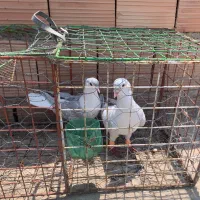 کبوتر ساده
