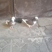 کفتر آسمان خراش