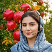 نهال انار سردشت با بهترین کیفیت و با ضمانت