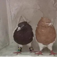 کبوتر گم شده