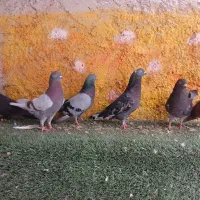 کبوتر پرشی کاشانی و تهرانی