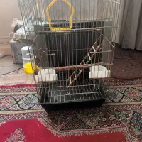 قفس عروس هلندی یا مینا