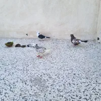 کفتر|پرنده|مشهد, وحید|دیوار