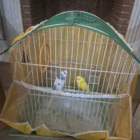 مرغ عشق جفت