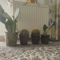 چهار تا گلدون کاکتوس ۴۰۰هزار تومان