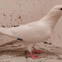 کفتر ۱۰۰ تومان حراج