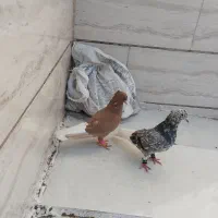 کفتر دم سفید