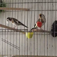 سهره نرو ماده جفت تضمینی
