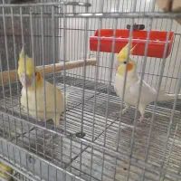 جفت طوطی عروس