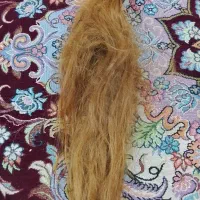 یک عدد کلاه گیس که گره خورده به فروش می‌رسد
