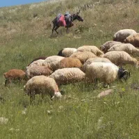یک عدد خر جوان گله ای