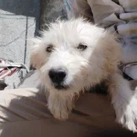 سگ شیتزو|سگ|تبریز, |دیوار